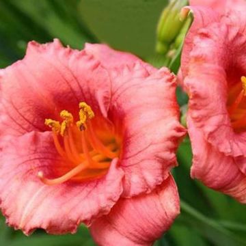 Hemerocallis Cosmopolitan - Taglilie