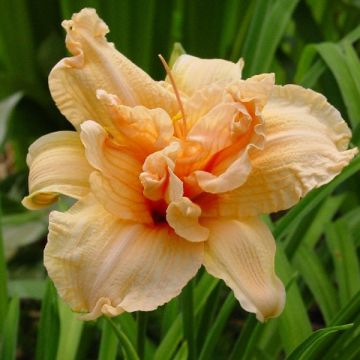 Hemerocallis Double Dream - Taglilie