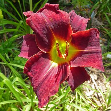 Hemerocallis Ed Murray - Taglilie