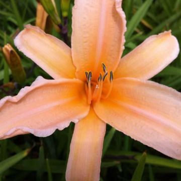 Hemerocallis George Cunningham - Taglilie