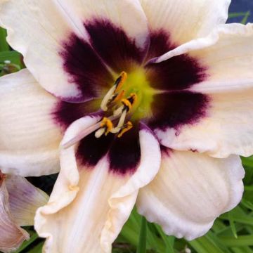 Hemerocallis Piano Man - Taglilie