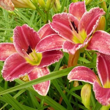 Hemerocallis Startle - Taglilie