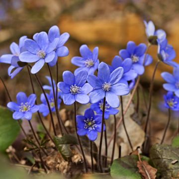 Hepatica nobilis - Leberblümchen