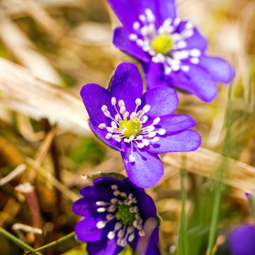 Hepatica nobilis Purple Forest - Anémone hépatique