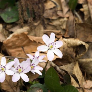 Hepatica nobilis White Forest - Anémone hépatique