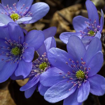 Hepatica transsilvanica De Buis - Leberblümchen