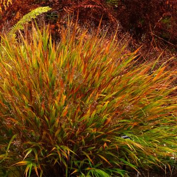 Hakonechloa macra Nicolas - Japangras