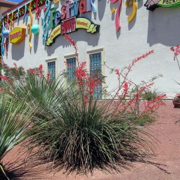 Hesperaloe parviflora - Rote Yucca