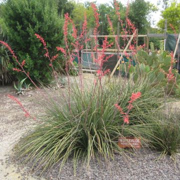 Hesperaloe parviflora Rubra - Yucca Rouge.