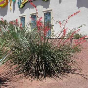 Hesperaloe parviflora Rose des Sables - Rote Yucca