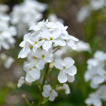 Gemeine Nachtviole Alba - Hesperis matronalis