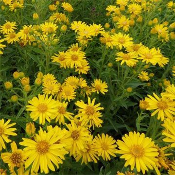 Heterotheca villosa Golden Sunshine - Gold-Aster