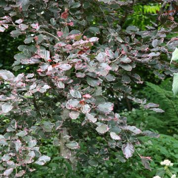 Rotbuche Purpurea Tricolor - Fagus sylvatica