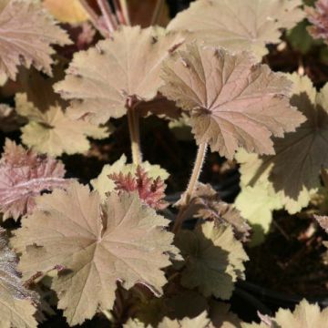 Heuchera villosa Bronze Beauty - Purpurglöckchen