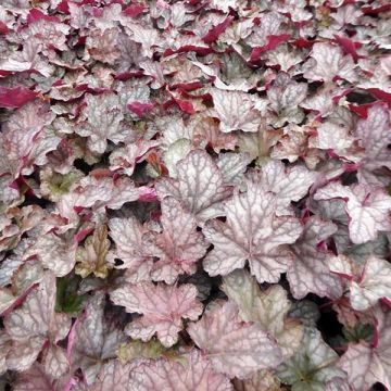 Heuchera Cascade Dawn - Purpurglöckchen