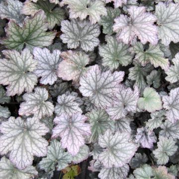 Heuchera Frosted Violet - Purpurglöckchen