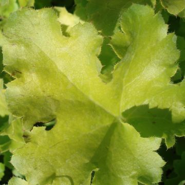 Heuchera Lime Rickey - Purpurglöckchen