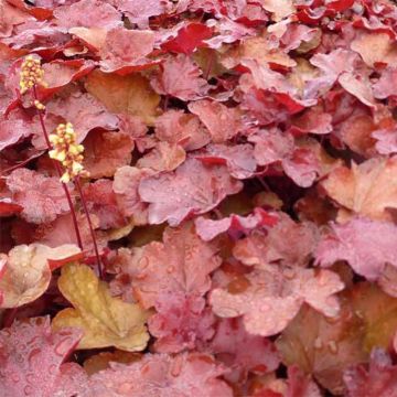 Heuchera Little Cutie Blondie - Purpurglöckchen