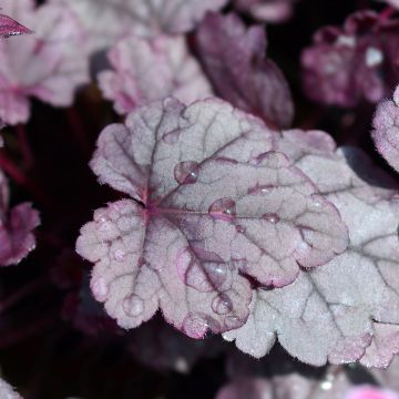 Heuchera Pink Panther - Purpurglöckchen