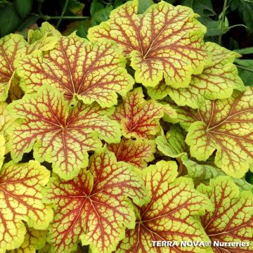 Heuchera Red Lightning - Heuchère