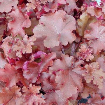 Heuchera Red Sea - Purpurglöckchen