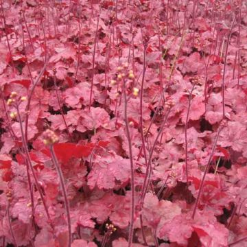 Heuchera Root Beer - Purpurglöckchen