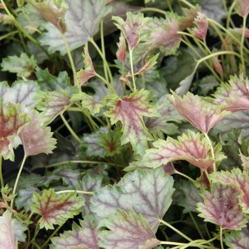 Heuchera americana Birkin - Purpurglöckchen