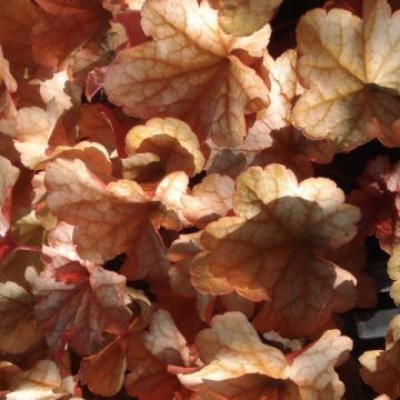 Heuchera Paprika - Purpurglöckchen