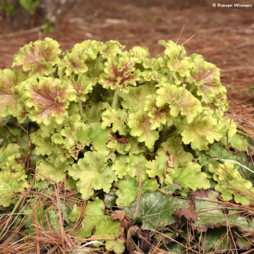 Heuchera Apple Twist - Purpurglöckchen