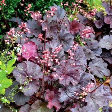 Heuchera Bella Notte - Purpurglöckchen