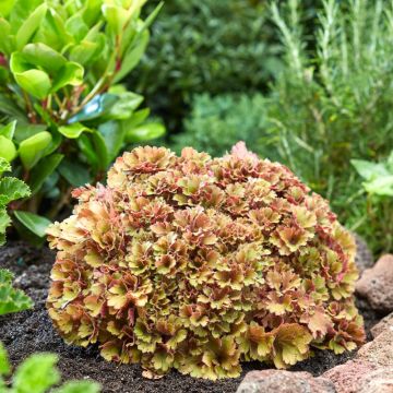 Heuchera Frilly - Purpurglöckchen