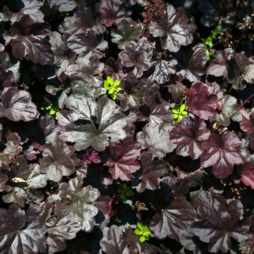 Heuchere - Heuchera Black Beauty