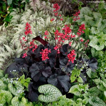 Heuchera Black Forest Cake - Purpurglöckchen