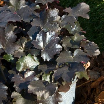 Heuchera Blackout - Purpurglöckchen