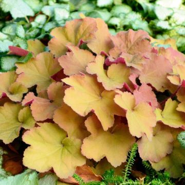 Heuchera Caramel - Purpurglöckchen