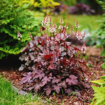 Heuchera Chocolate Ruffle - Purpurglöckchen