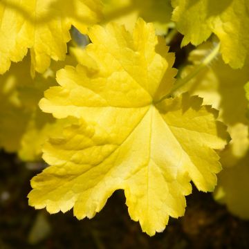 Heuchera Electric Lime - Purpurglöckchen