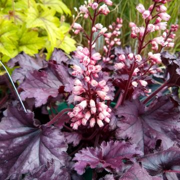 Heuchera Forever Purple - Purpurglöckchen