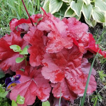 Heuchera Forever Red - Purpurglöckchen