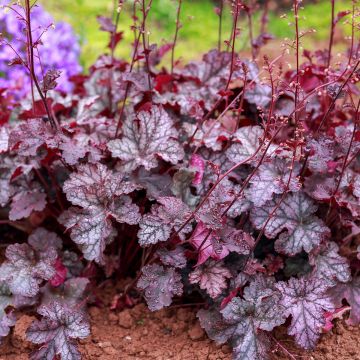 Heuchera Georgia Plum - Purpurglöckchen