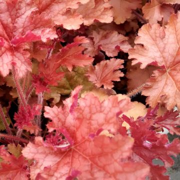 Heuchera Ginger Peach - Purpurglöckchen