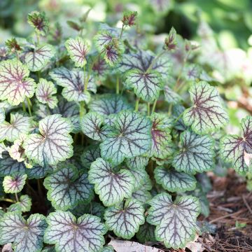 Heuchera Green Spice - Purpurglöckchen