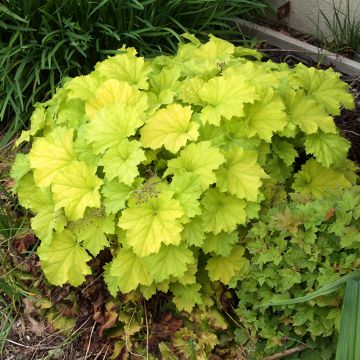 Heuchera Guacamole - Purpurglöckchen