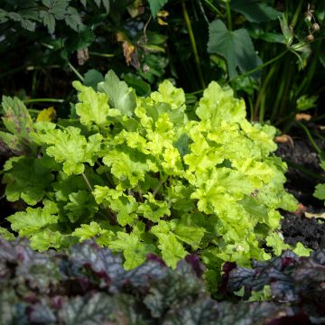 Heuchera Lime Marmalade - Purpurglöckchen