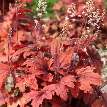 Heuchera Marmelade - Purpurglöckchen