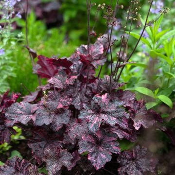 Heuchera Midnight Rose - Purpurglöckchen