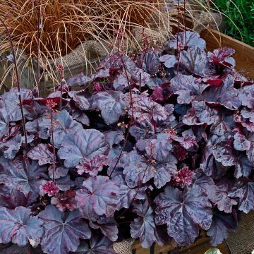 Heuchera Obsisian - Purpurglöckchen