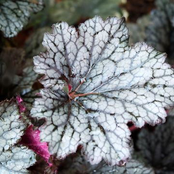 Heuchera Plum Pudding - Purpurglöckchen