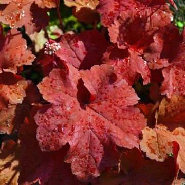 Heuchera Rio - Purpurglöckchen