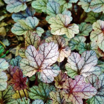 Heuchera Silver Scrolls - Purpurglöckchen